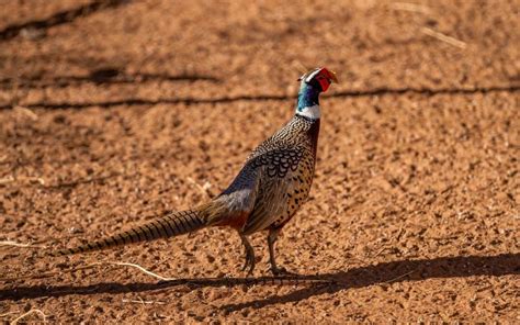 The Ultimate Texas Pheasant Hunting At Tandt Game Birds