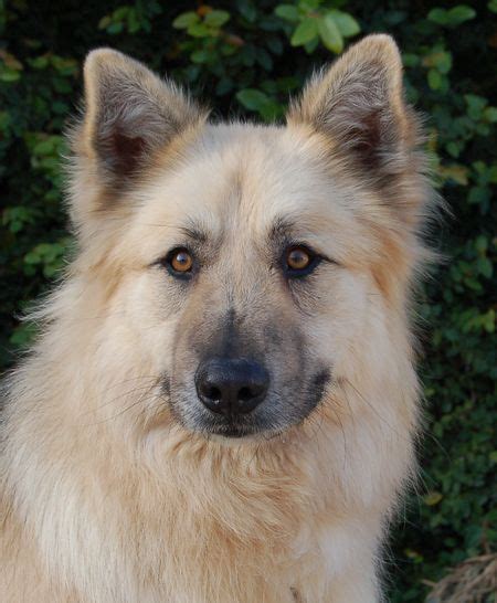 Black And Cream German Shepherd Puppies