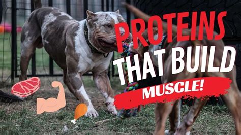 Top Muscle Building Proteins For Your Dog Youtube