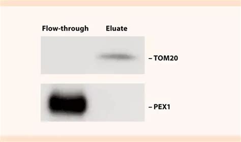 Mitochondria Isolation Kit Mouse Tissue Miltenyi Biotec Usa