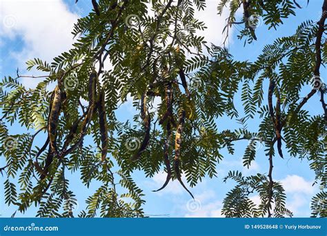 White Acacia Seeds In Pods On Tree Branches Stock Photo Image Of