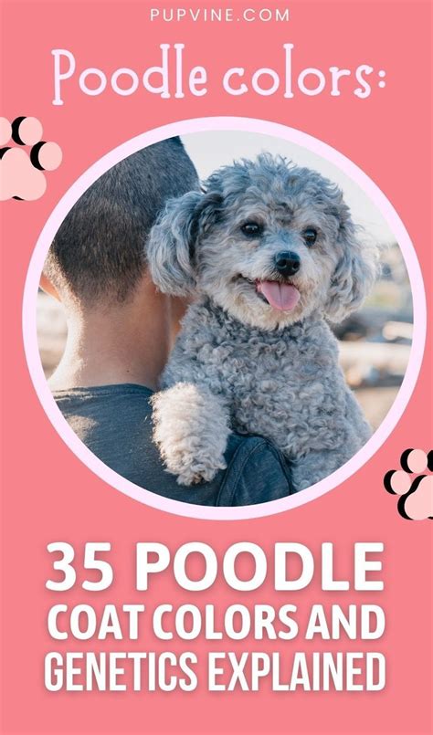 Poodle Colors Poodle Coat Colors And Genetics Explained