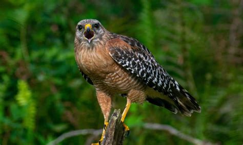 Red Shouldered Hawk vs Cooper’s Hawk: 5 Differences - A-Z Animals