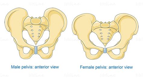 Bones of pelvis vector scientific illustration