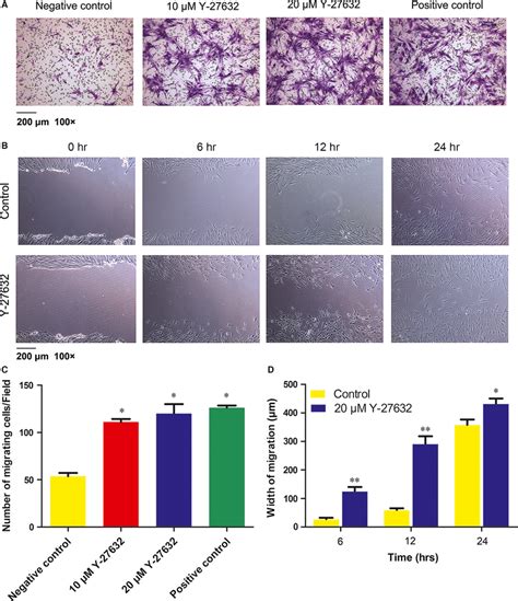 Effects Of Y 27632 On Cell Migration And Wound Healing Capability A