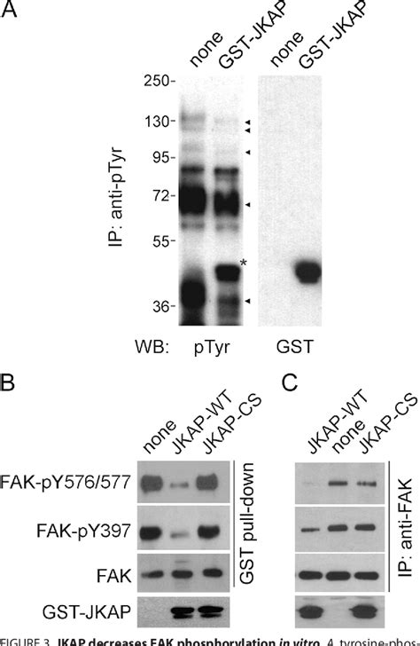 Jnk Pathway Associated Phosphatase Dephosphorylates Focal Adhesion