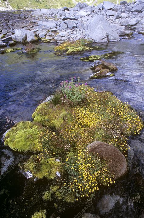 Alpine Flora Stock Image B Science Photo Library