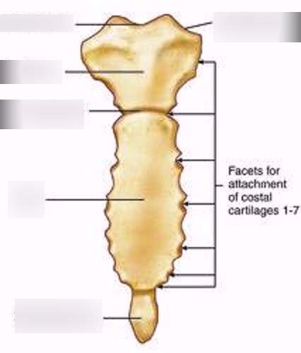 sternum Diagram | Quizlet