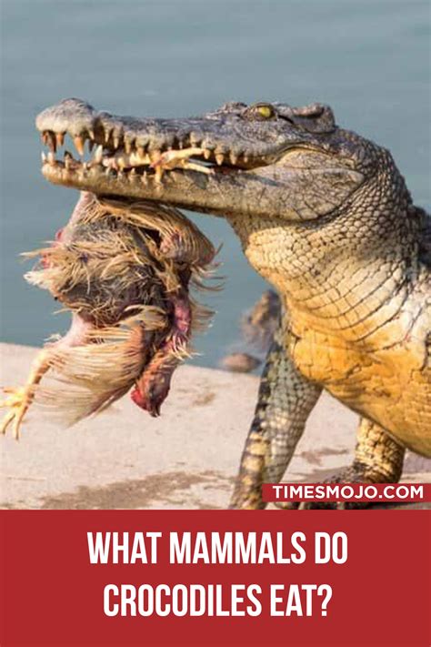 are crocodiles mammals