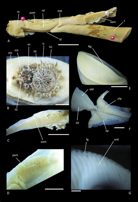 A G Ensis Macha Mantle Organs A Right View B Incurrent And