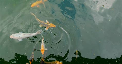 Koi Pond Stock Video Footage for Free Download