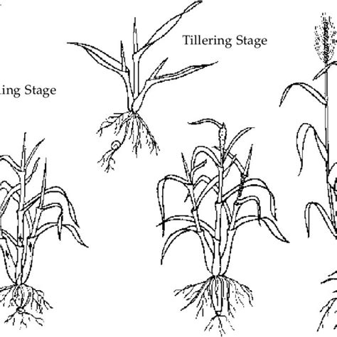 Growth Stages Of The Wheat Plant Download Scientific Diagram