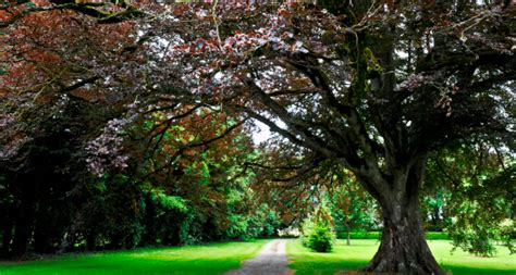 Castle Durrow – Laois Garden Trail