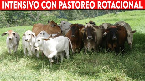 Sistema De Producción INTENSIVO CON PASTOREO ROTACIONAL Vacas