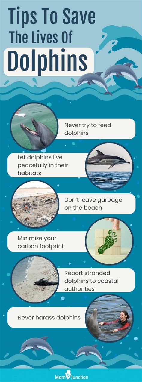 50 Fun And Fascinating Dolphin Facts For Kids