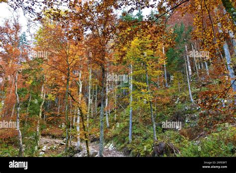 Colorful Boradleaf Deciduous European Beech Fagus Sylvatica Forest