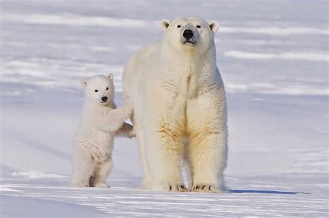 Animales En Peligro De Extincion El Oso Polar