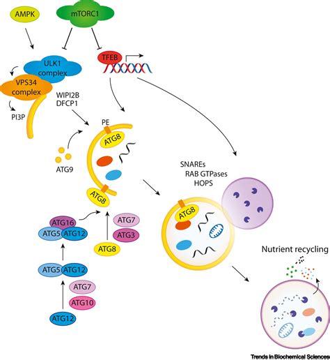 The Autophagyrna Interplay Degradation And Beyond Trends In