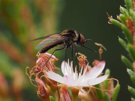 ‎bombyliidae Bee Flies‎ ‎ Geron Sp Patrick Calmels Flickr