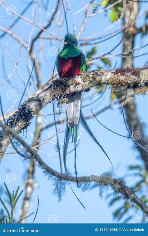 Resplendent Quetzal Pharomachrus Mocinno Stock Photo Image Of Dark