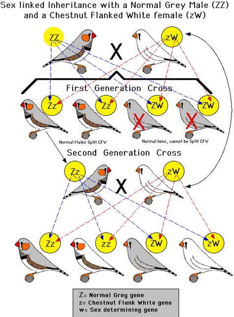 Zebra Finches Male And Female