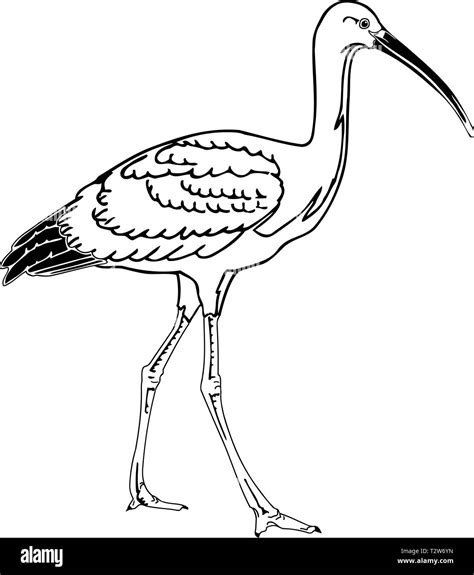 Scarlet Ibis Coloring Page