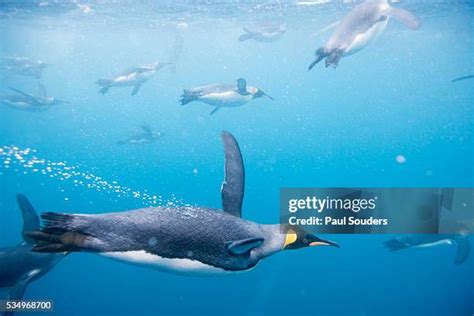 Penguins Swimming Underwater Photos and Premium High Res Pictures - Getty Images