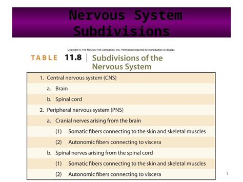 Pptx Nervous System Subdivisions Peripheral Nervous System Hot Sex