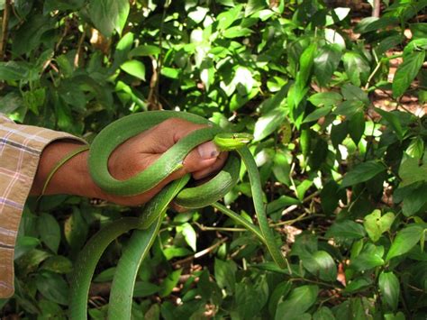 Green Vine Snake - Reptile Fact