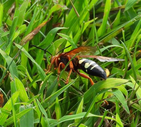 Cicada Killers: A Digger Wasp Commonly Mistaken for the Asian Giant ...