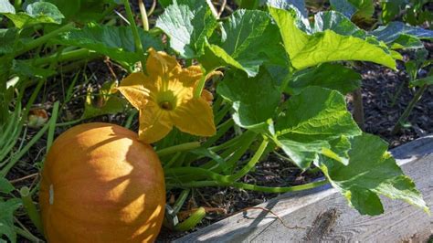 Descubre Todos Los Secretos Para Plantar Y Cultivar Calabaza Paso A