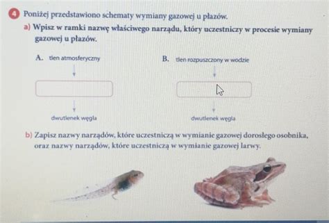 O Poniżej przedstawiono schematy wymiany gazowej u plazów a Wpisz w