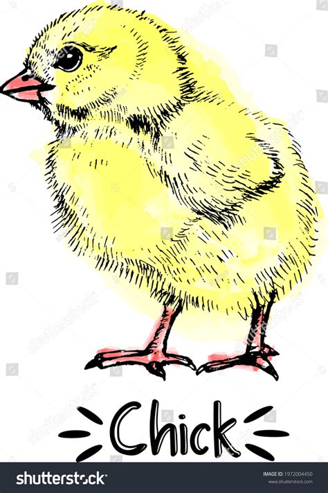 47,991 Chick Drawing Images, Stock Photos & Vectors | Shutterstock