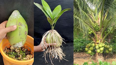 Growing Coconut With Aloe Vera By Using Secret Techniques How To