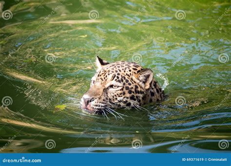 Orange Jaguar Swimming Stock Image Image Of Wild Swimming