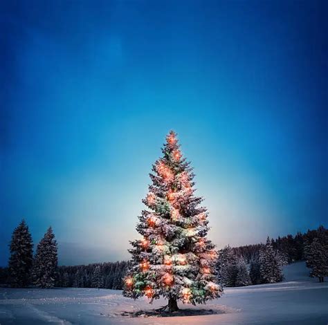 Christmas Tree Outdoor Pictures | Download Free Images on Unsplash