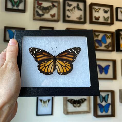 Home Living Taxidermy Curiosities Danaus Plexippus Monarch