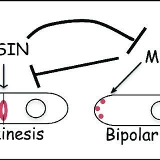 Model Antagonistic Interaction Between The Sin And Mor Is Essential To