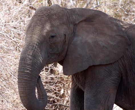 Elephants Are Evolving Without Tusks, Thanks to Poachers | Outdoor Life