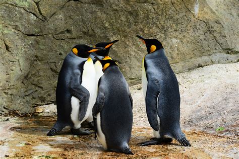 Group Of Penguins · Free Stock Photo