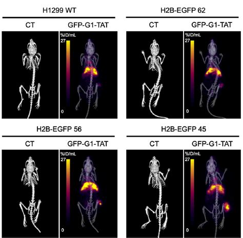 Imaging Of In In Gfp G Tat In Vivo Representative Ct And Spect