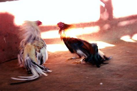 Denunciadas Personas Por Asistir A Una Pelea De Gallos Clandestina