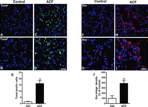 Confocal Microscopy Of Tunel Staining A E Or Proapoptotic Bax Protein