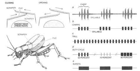 Cricket_synthesis