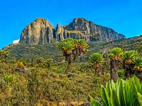 Mount Elgon Koitobos Peak - Hikemaniak