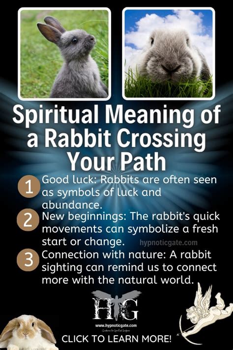 Spiritual Meaning Of A Rabbit Crossing Your Path