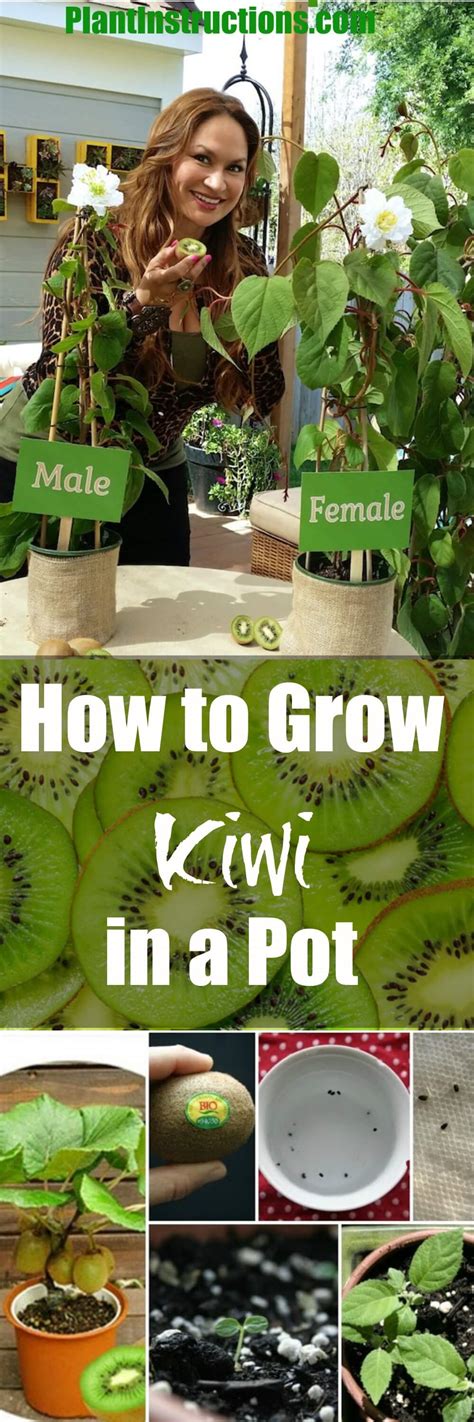 How To Grow Kiwi Plant In A Pot Plant Instructions