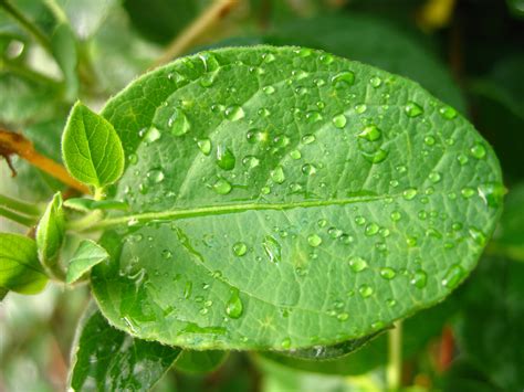 Free Images Water Dew Leaf Flower Green Herb Produce Botany