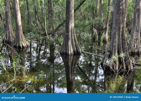 Bald Cypress trees 1 stock photo. Image of landscape - 10616900