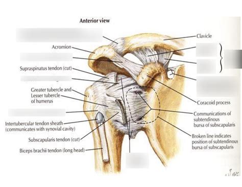 Anatomy Shoulder Anterior View Diagram | Quizlet